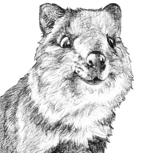 quokka small drawing - Fabric art set as seen at craftalive from 2 sew textiles art quilt supplies