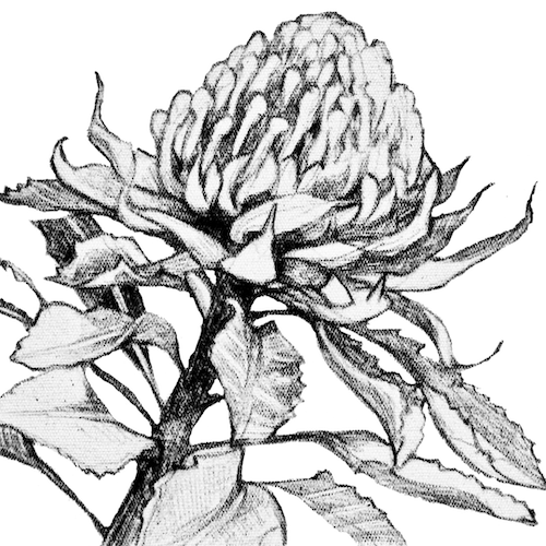 waratah drawing - Fabric art set as seen at craftalive from 2 sew textiles art quilt supplies